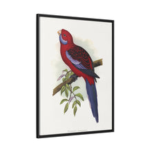 Pennant-Sittich (Platycercus elegans) farbige Holzstichplatte von Alexander Francis Lydon