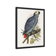 Grey Parrot (Psittacus erithacus) colored wood-engraved plate by Alexander Francis Lydon.