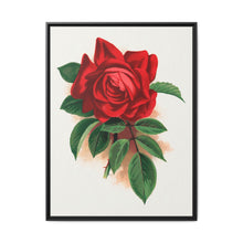 Red rose, Alfred Colomb lithograph. Digitally enhanced from our own original 1900 edition plates of Botanical Specimen published by Rochester Lithographing - NOMADEN ART GALLERY
