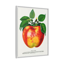 Wolf River Apple Lithograph | Vintage Botanical Wall Art Print