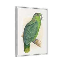 Mealy Amazon (Amazona farinosa) colored wood-engraved plate by Alexander Francis Lydon