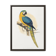Blue and Yellow Macaw (Ara ararauna) colored wood-engraved plate by Alexander Francis Lydon - NOMADEN ART GALLERY