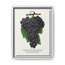 Early Ohio grape lithograph. Digitally enhanced from our own original 1900 edition plates of Botanical Specimen published by Rochester Lithographing - NOMADEN ART GALLERY