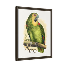 Blue-Fronted Amazon (Amazona aestiva) colored wood-engraved plate by Alexander Francis Lydon
