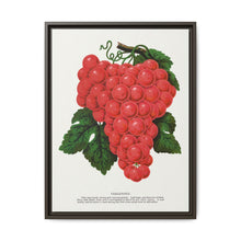 Vergennes grape lithograph. Digitally enhanced from our own original 1900 edition plates of Botanical Specimen published by Rochester Lithographing - NOMADEN ART GALLERY