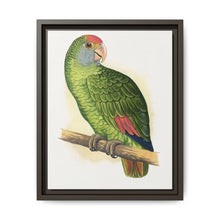 Dufresne's Amazon (Amazona dufresniana) colored wood-engraved plate by Alexander Francis Lydon - NOMADEN ART GALLERY