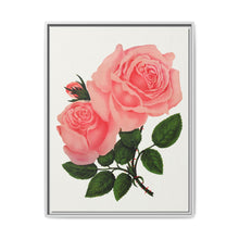 Pink Rose, La France Lithograph (1900) - NOMADEN ART GALLERY