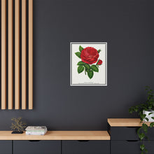 Red rose, General Jacquemont flower lithograph. Digitally enhanced from our own original 1900 edition plates of Botanical Specimen published by Rochester Lithographing