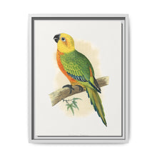 Jendaya Conure (Aratinga jandaya) colored wood-engraved plate by Alexander Francis Lydon. - NOMADEN ART GALLERY