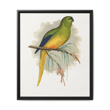 Elegant Parrakeet (Neophema elegans) colored wood-engraved plate by Alexander Francis Lydon - NOMADEN ART GALLERY