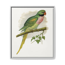 Javan Parrakeet (Psittacula alexandri) colored wood-engraved plate by Alexander Francis Lydon. - NOMADEN ART GALLERY