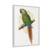 Soldatenara (Ara militaris) farbige Holzstichplatte von Alexander Francis Lydon