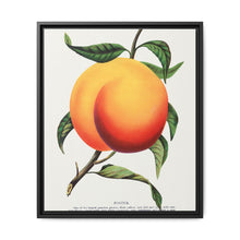 Foster peach lithograph. Digitally enhanced from our own original 1900 edition plates of Botanical Specimen published by Rochester Lithographing - NOMADEN ART GALLERY