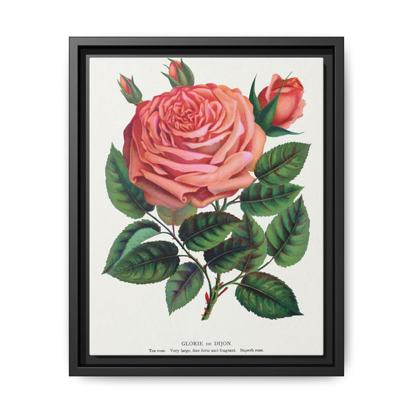 Pink rose, Glorie de Dijon lithograph. Digitally enhanced from our own original 1900 edition plates of Botanical Specimen published by Rochester Lithographing - NOMADEN ART GALLERY