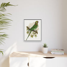 Alexandrine Parakeet (Psittacula eupatria) colored wood-engraved plate by Alexander Francis Lydon.