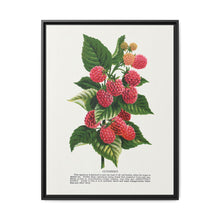 Cuthbert raspberry lithograph. Digitally enhanced from our own original 1900 edition plates of Botanical Specimen published by Rochester Lithographing - NOMADEN ART GALLERY