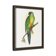 Masked Parrakeet (Prosopeia personata) colored wood-engraved plate by Alexander Francis Lydon