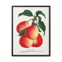 Vermont Beauty pear lithograph. Digitally enhanced from our own original 1900 edition plates of Botanical Specimen published by Rochester Lithographing - NOMADEN ART GALLERY