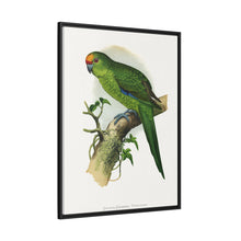 Golden-Crowned Parrakeet (Cyanoramphus auriceps) colored wood-engraved plate by Alexander Francis Lydon