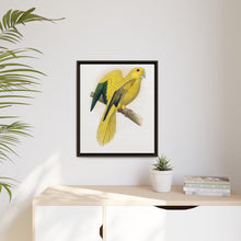 Golden or Queen Bavaria's Parrot (Guaruba guarouba) colored wood-engraved plate by Alexander Francis Lydon.