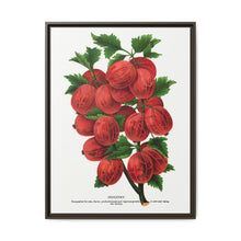 Industry Gooseberry lithograph. Digitally enhanced from our own original 1900 edition plates of Botanical Specimen published by Rochester Lithographing - NOMADEN ART GALLERY
