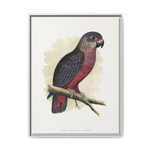 Dusky or Violet Parrot (Pionus fuscus) colored wood-engraved plate by Alexander Francis Lydon. - NOMADEN ART GALLERY