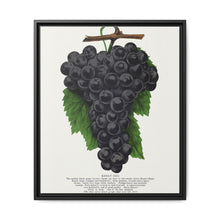 Early Ohio grape lithograph. Digitally enhanced from our own original 1900 edition plates of Botanical Specimen published by Rochester Lithographing - NOMADEN ART GALLERY