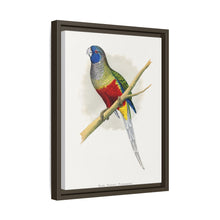 Blue Bonnet Parrakeet (Northiella haematogaster) colored wood-engraved plate by Alexander Francis Lydon.