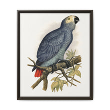 Grey Parrot (Psittacus erithacus) colored wood-engraved plate by Alexander Francis Lydon. - NOMADEN ART GALLERY