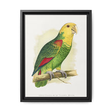 Double-Fronted or Le Vaillant's Amazon (Amazona oratrix) colored wood-engraved plate by Alexander Francis Lydon. - NOMADEN ART GALLERY