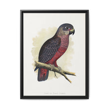 Dusky or Violet Parrot (Pionus fuscus) colored wood-engraved plate by Alexander Francis Lydon. - NOMADEN ART GALLERY