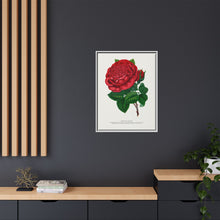 Red rose, American Beauty lithograph. Digitally enhanced from our own original 1900 edition plates of Botanical Specimen published by Rochester Lithographing