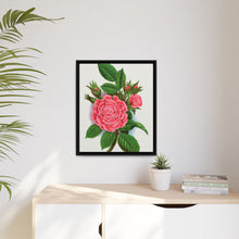 Pink rose, Salet Moss lithograph. Digitally enhanced from our own original 1900 edition plates of Botanical Specimen published by Rochester Lithographing