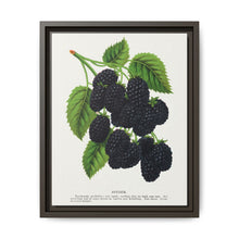 Snyder Blackberry lithograph from Botanical Specimen published by Rochester Lithographing - NOMADEN ART GALLERY