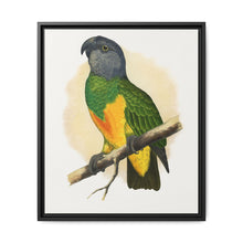 Senegal Parrot (Poicephalus senegalus) colored wood-engraved plate by Alexander Francis Lydon. - NOMADEN ART GALLERY