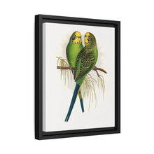 Budgerigar (Melopsittacus undulatus) colored wood-engraved plate by Alexander Francis Lydon - NOMADEN ART GALLERY