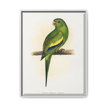 Canary-Winged Conure ( Brotogeris versicolurus) colored wood-engraved plate by Alexander Francis Lydon - NOMADEN ART GALLERY