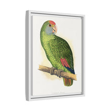 Dufresne's Amazon (Amazona dufresniana) colored wood-engraved plate by Alexander Francis Lydon