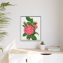 Pink rose, Salet Moss lithograph. Digitally enhanced from our own original 1900 edition plates of Botanical Specimen published by Rochester Lithographing