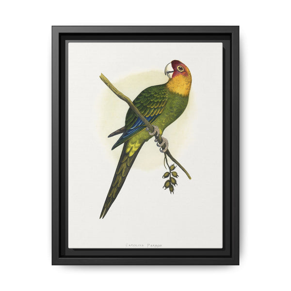 Carolina Parrot (Conuropsis carolinensis) colored wood-engraved plate by Alexander Francis Lydon. - NOMADEN ART GALLERY