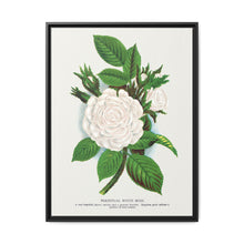 Rose, Perpetual White Moss lithograph. Digitally enhanced from our own original 1900 edition plates of Botanical Specimen published by Rochester Lithographing - NOMADEN ART GALLERY