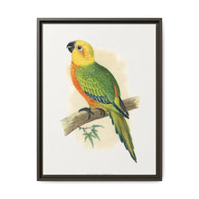 Jendaya Conure (Aratinga jandaya) colored wood-engraved plate by Alexander Francis Lydon. - NOMADEN ART GALLERY