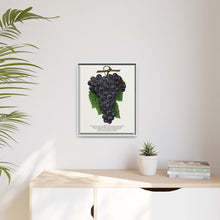 Early Ohio grape lithograph. Digitally enhanced from our own original 1900 edition plates of Botanical Specimen published by Rochester Lithographing