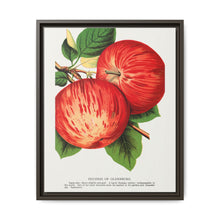 Duchess of Oldenburg apples lithograph from Botanical Specimen published by Rochester Lithographing - NOMADEN ART GALLERY