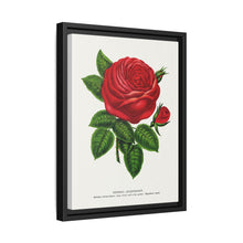 Red rose, General Jacquemont flower lithograph. Digitally enhanced from our own original 1900 edition plates of Botanical Specimen published by Rochester Lithographing