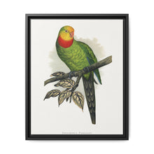 Barraband's Parakeet (Polytelis swainsonii) colored wood-engraved plate by Alexander Francis Lydon - NOMADEN ART GALLERY