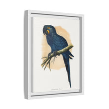 Hyacinthine Macaw (Anodorhynchus hyacinthinus) colored wood-engraved plate by Alexander Francis Lydon.