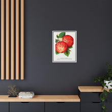 Duchess of Oldenburg apples lithograph from Botanical Specimen published by Rochester Lithographing