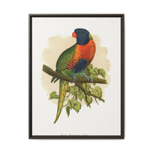 Blue Mountain Lory (Trichoglossus moluccanus) colored wood-engraved plate by Alexander Francis Lydon. - NOMADEN ART GALLERY
