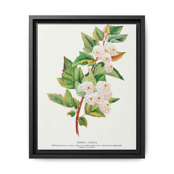 Spirea Aurea flowers lithograph. Digitally enhanced from our own original 1900 edition plates of Botanical Specimen published by Rochester Lithographing - NOMADEN ART GALLERY